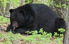 A very, very large black bear located in Stillwater Township