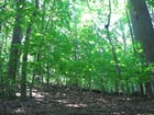 A formerly diverse oak forest converting to an infestation of Norway maple.